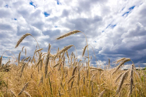 Dark Clouds Field Ripe Corn Harvest — Stock Photo, Image