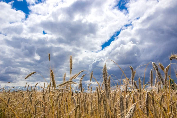 Dark Clouds Field Ripe Grain Harvest — Stock Photo, Image