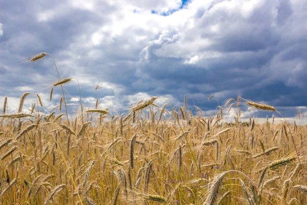 Dark Clouds Field Ripe Grain Harvest — Stock Photo, Image