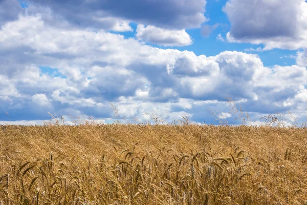 Clouds Field Ripe Grain Harvest — Stock Photo, Image