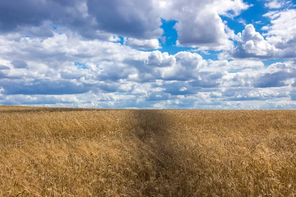 clouds over the field of ripe grain before harvest