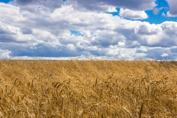 Clouds Field Ripe Grain Harvest — Stock Photo, Image