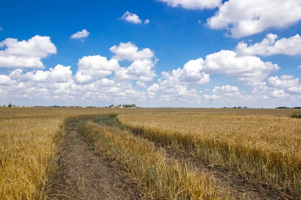 収穫前に熟した穀物の畑の上に雲 — ストック写真