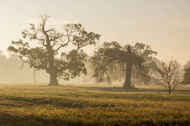 Yalnız meşe ağacı gün batımında tarlada