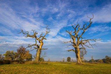 Yalnız meşe ağacı gün batımında tarlada