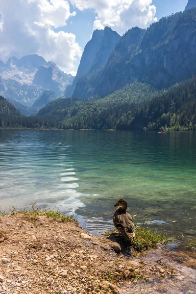 Día Soleado Lago Vorderer Gosausee Los Alpes Austríacos —  Fotos de Stock