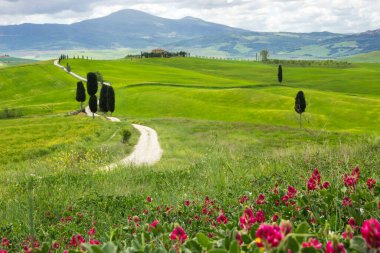 Val d 'Orcia, Toskana' daki tarlalarda çiçekler