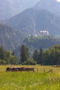 Güneşli bir günde Almanya 'nın Neuschwanstein Şatosu' ndaki çayırlar