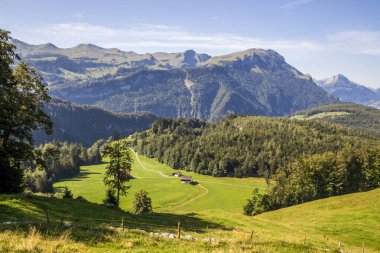 Güneşli bir günde İsviçre 'de bir dağ çayırı