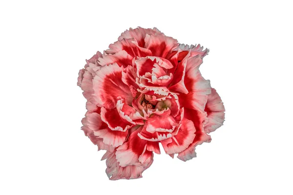 Cl ile izole pembe karanfil Closeup odak yığılmış çekim