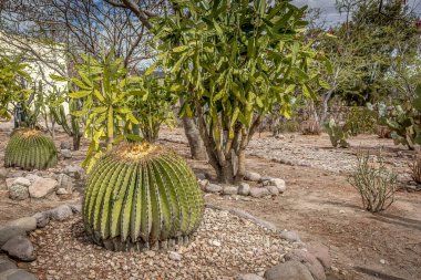 Mitla, Oaxaca, Meksika arkeolojik sitenin bahçelerinde kaktüs bir aile