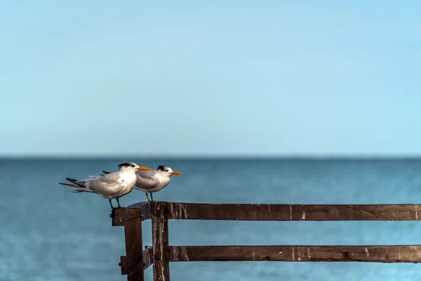 Aves marinas descansando sobre una pera de madera con espacio de copia de fondo azul — Foto de Stock