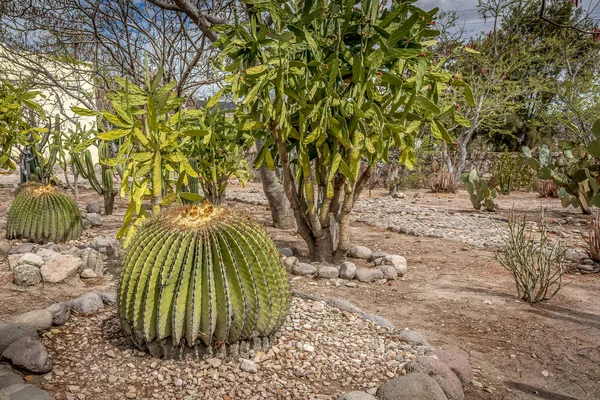 Sebuah keluarga kaktus di taman situs arkeologi Mitla, Oaxaca, Meksiko — Stok Foto