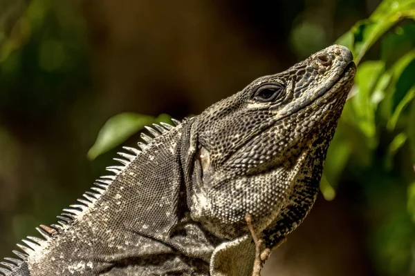 Yucatan Meksika'da Tolok olarak bilinen bir iguana, kertenkele — Stok fotoğraf