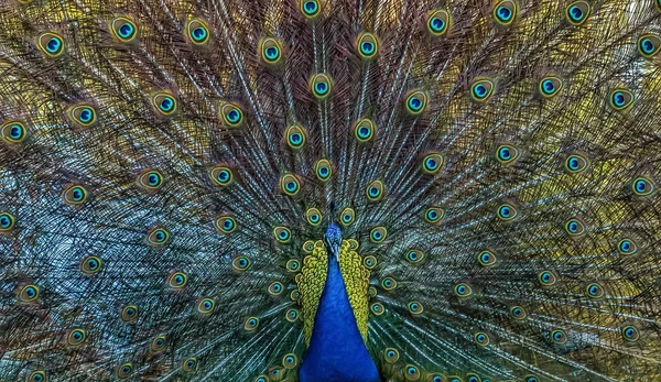 Close-up shot of a puffed peafowl — Stock Photo, Image