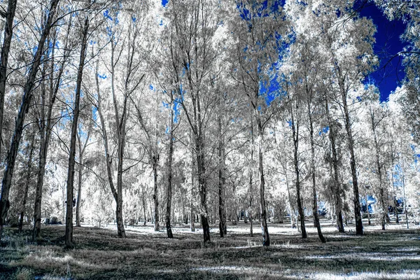 Folyo ve ağaçların kızılötesi görünümü 665 nanometre dönüştürülmüş özel kamera ile vuruldu