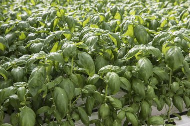 Görüntü, yemyeşil yeşil lahana bitki sera çiftlik içinde. Lahana bitkiler çok taze bakmak ve kesinlikle iyi bir bakım.