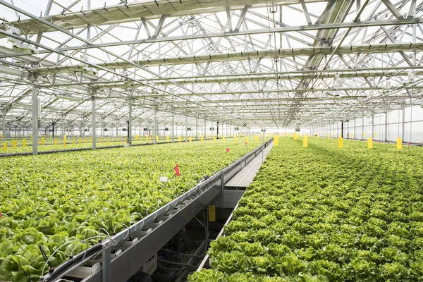 Suda yetiştirme tarzı