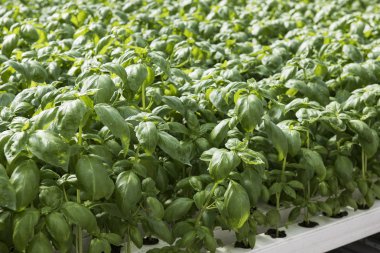 Görüntü, yemyeşil yeşil lahana bitki sera çiftlik içinde. Lahana bitkiler çok taze bakmak ve kesinlikle iyi bir bakım.