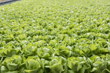 Suda yetiştirme tarzı