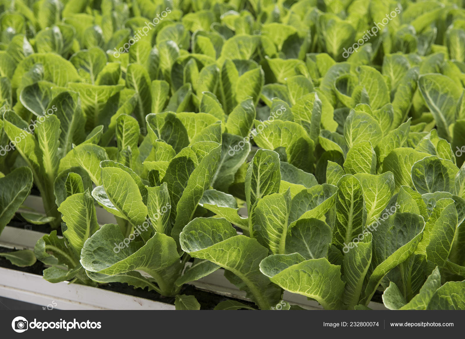 Cabbage Plantation Farm ⬇ Stock Photo, Image by © eugenef 232800074