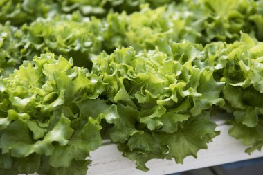 Lahana çiftlik çiftlik