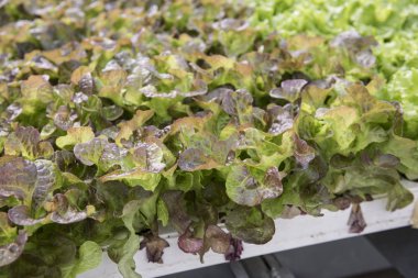 Flamanca yonca yaprağı