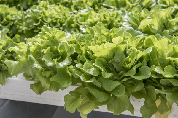 Lahana çiftlik çiftlik