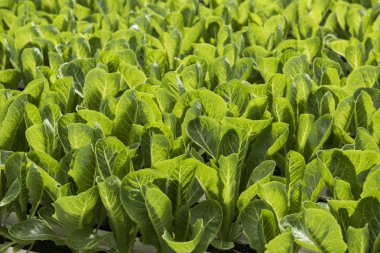 Lahana çiftlik çiftlik