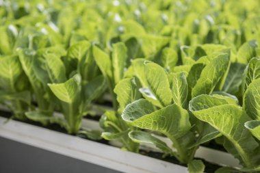 Lahana çiftlik çiftlik