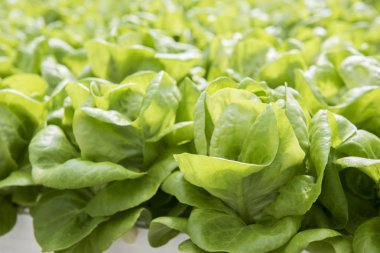 Lahana çiftlik çiftlik