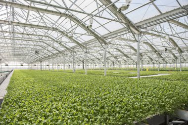 Ekimi suda bitki yetiştirme tarzı görünümünü bir çiftliği'nde görülür. Hydroculture bir alt kümesidir nerede bitkiler mineral solvent toprak yerine kullanılarak yetiştirilmektedir. Lahana ve marul bitkiler varlık görülmektedir