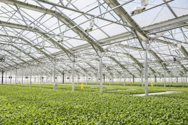 Suda yetiştirme tarzı