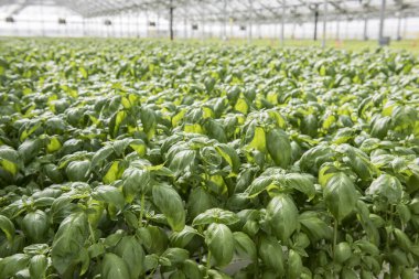 Suda yetiştirme tarzı