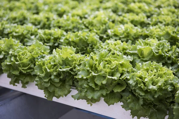 Suda yetiştirme tarzı