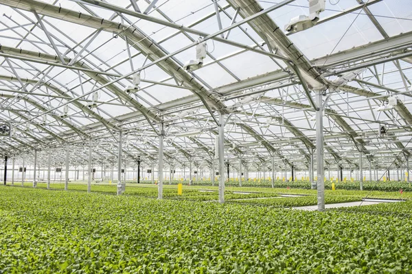 Suda yetiştirme tarzı