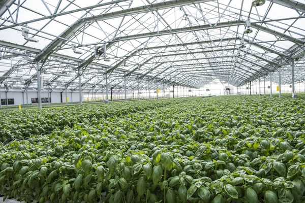 Lahana çiftlik çiftlik