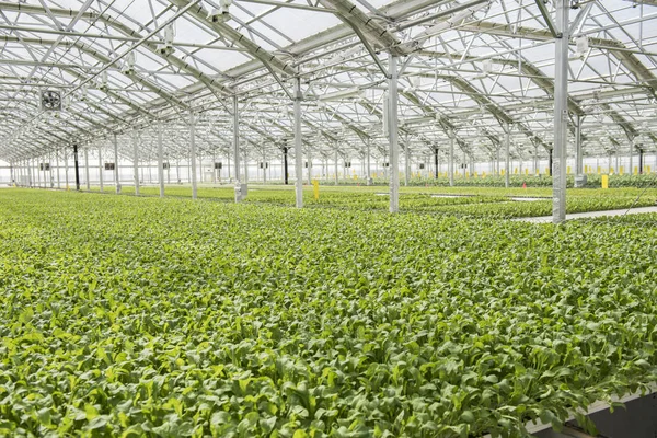 Hydrocultuur stijl van teelt — Stockfoto