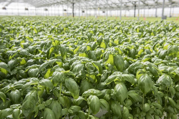 Suda yetiştirme tarzı