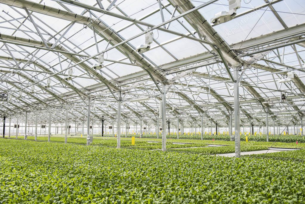 Hydroponics Style of Cultivation