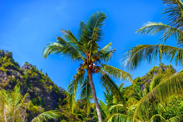 Coco Palmeira Com Cocos Com Céu Azul Railay Beach West — Fotografia de Stock
