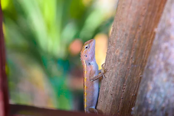 Brun Skinkar Chameleon Ödla Gecko Railay Beach West Nang Krabi — Stockfoto