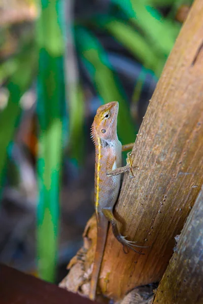 Brown Gecko Scincidae Ještěrka Chameleón Railay Pláž Západ Nang Krabi — Stock fotografie