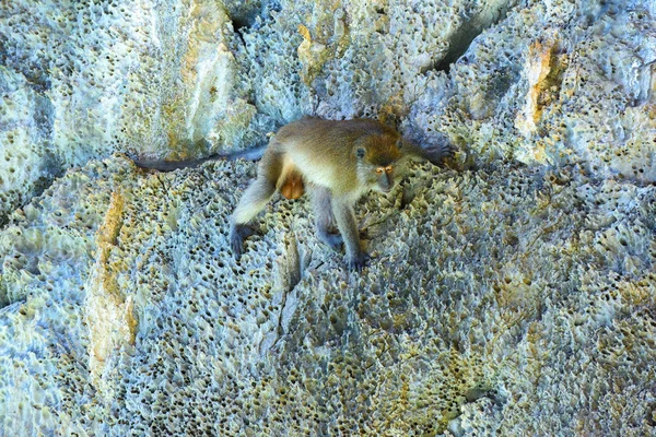 Makak Monkey Beach Phi Phi Don Island Andamansjön Krabi Thailand — Stockfoto