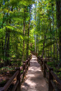 Zümrüt havuzu, Yosemite Milli Parkı, Krabi, Tayland, Thailand, ahşap yol yalak orman orman