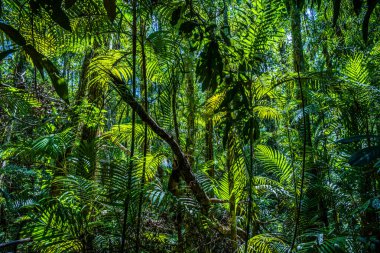 Zümrüt havuzu, Yosemite Milli Parkı, Krabi, Tayland, Asya tropikal ormanda gür yeşil yapraklar