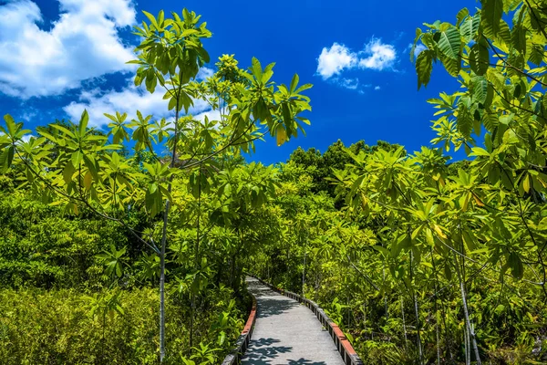 翡翠池 优胜美地国家公园 路径槽丛林森林 绿叶和蓝天 — 图库照片