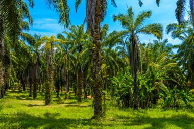 Petrol Palms plantation, daha Bok Khorani Milli Parkı, Krabi, Tayland
