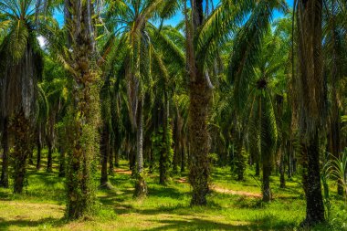 Petrol Palms plantation, daha Bok Khorani Milli Parkı, Krabi, Tayland