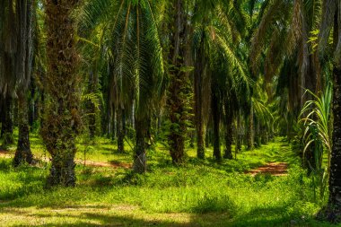Petrol Palms plantation, daha Bok Khorani Milli Parkı, Krabi, Tayland
